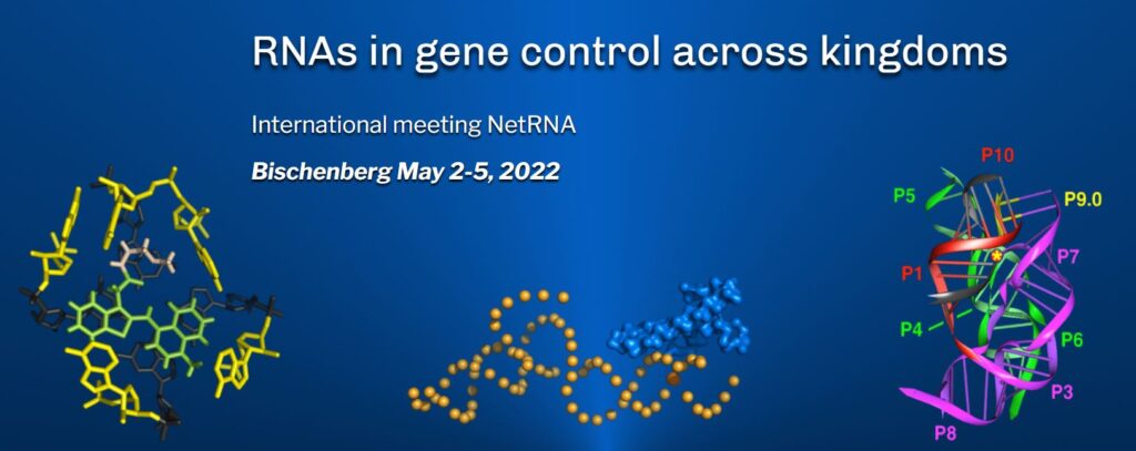 RNAs in gene control across kingdoms